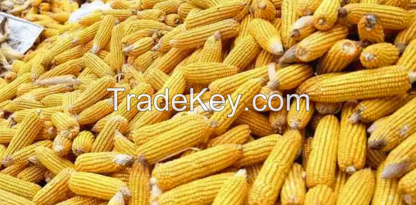 â€‹Corn grain