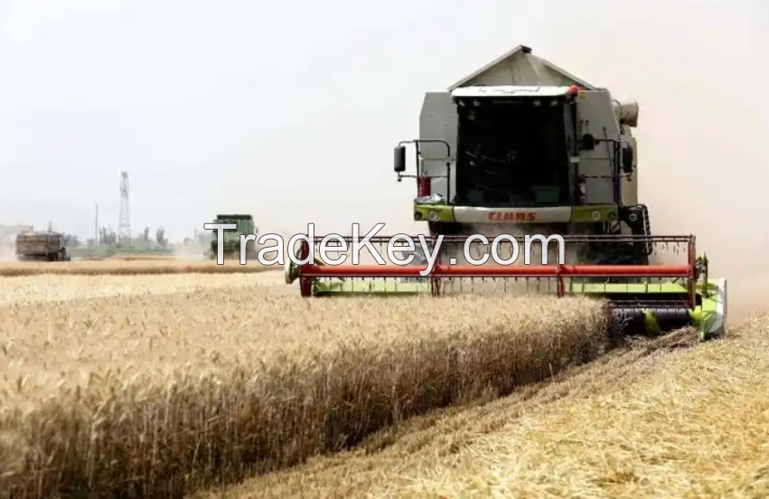 Wheat flour grain