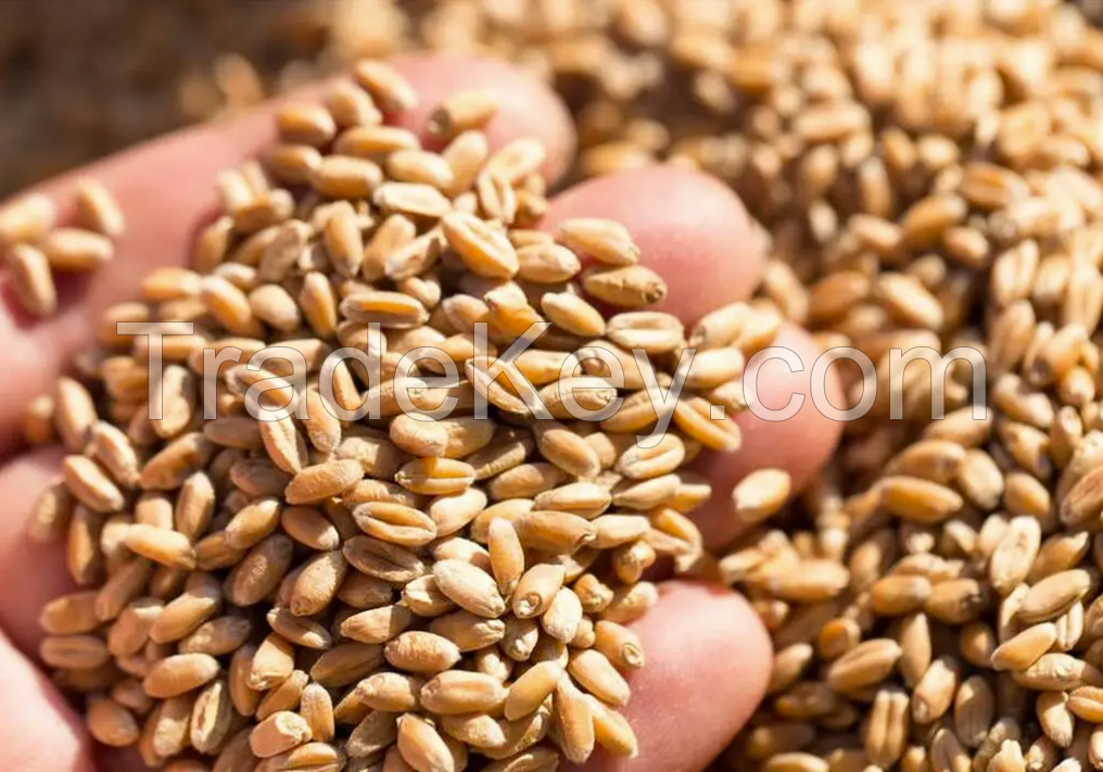 rice, grain, crops