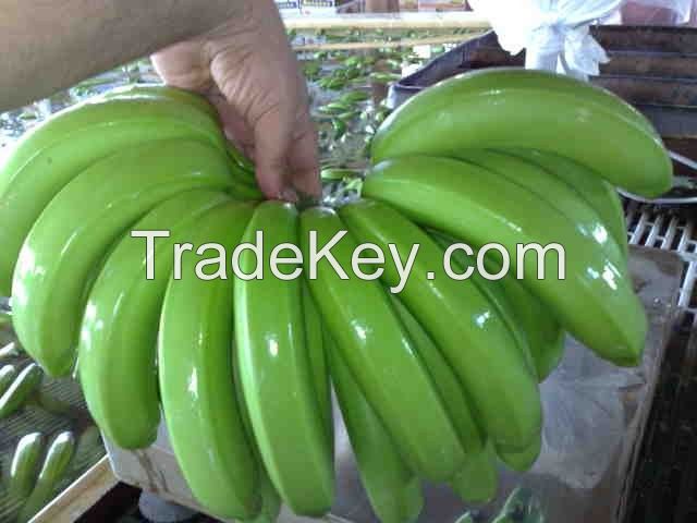 Cavendish banana