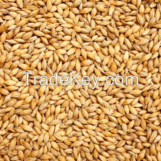 Wheat Grain