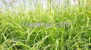 Rhodes Grass