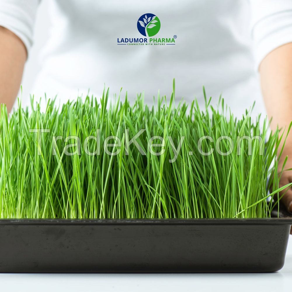 Wheatgrass Powder