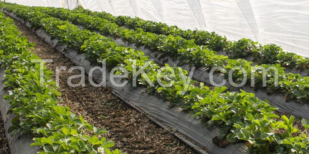 greenhouse and mulch films