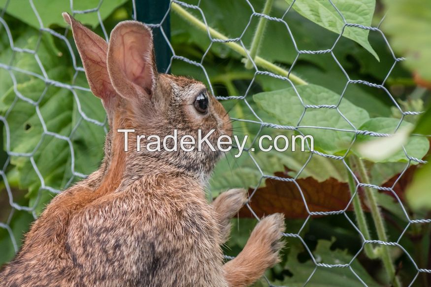 Galvanized Hexagonal Wire Mesh/Agriculture Farm Fencing Mesh/Hexagonal Poultry Enclosures Wire Mesh