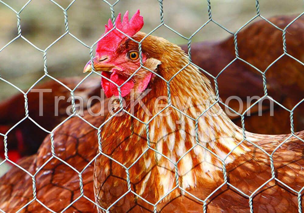 Galvanized Hexagonal Wire Mesh/Agriculture Farm Fencing Mesh/Hexagonal Poultry Enclosures Wire Mesh