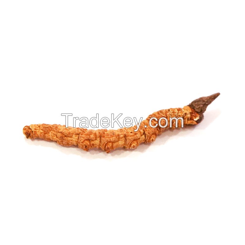 Hong Kong Qitai Cordyceps King