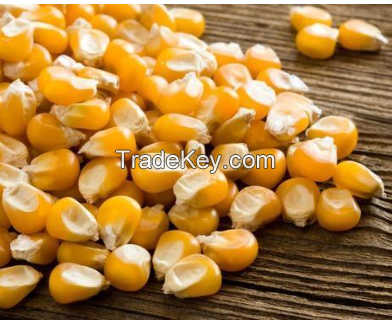 Yellow Maize for Sale 