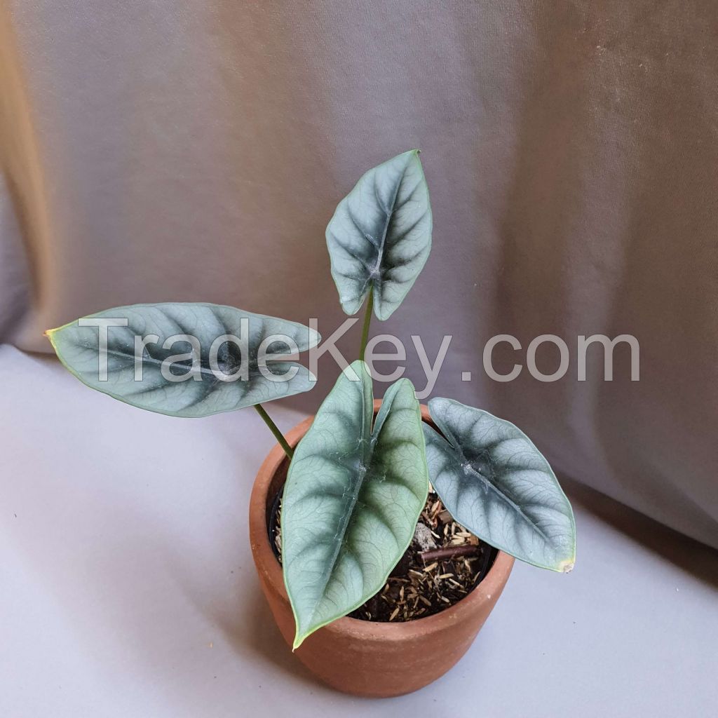 Alocasia Reversa - Premium Indoor Plant