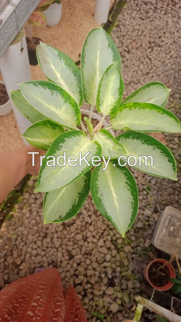 Aglaonema Plants - Premium Varieties for Export