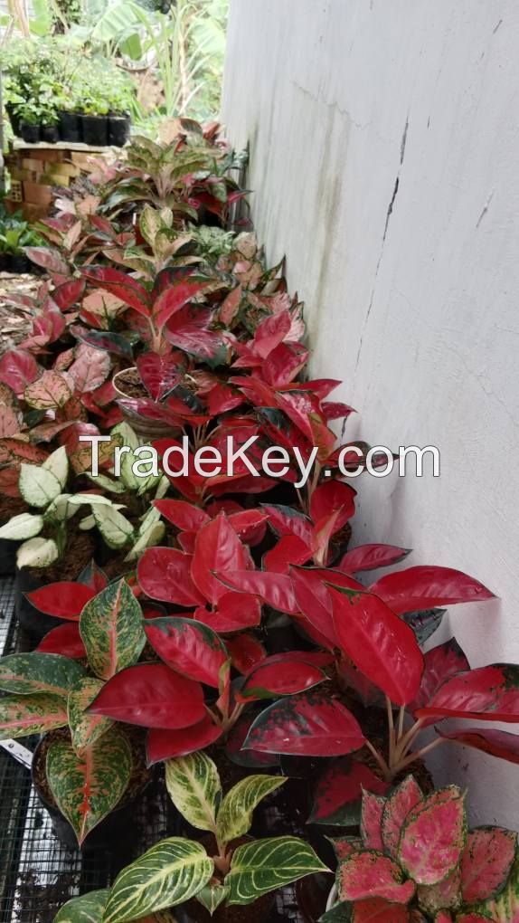 Aglaonema - Wide Variety for Export