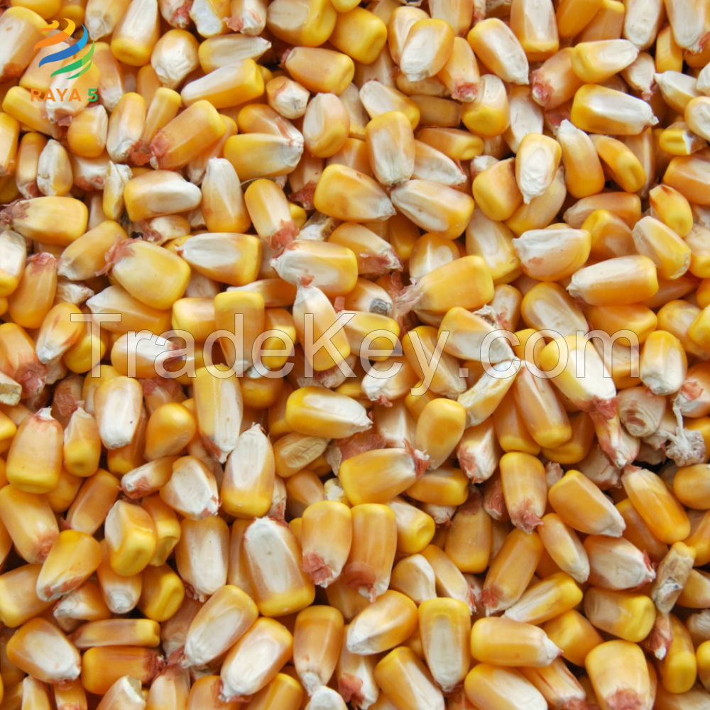 Yellow Corn