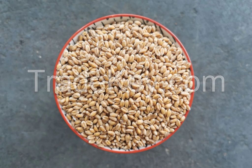 Premium Wheat for Sale: Bulk Orders Available High-Quality Wheat: Competitive Wholesale Pricing Wheat Supply: Reliable Bulk Sales