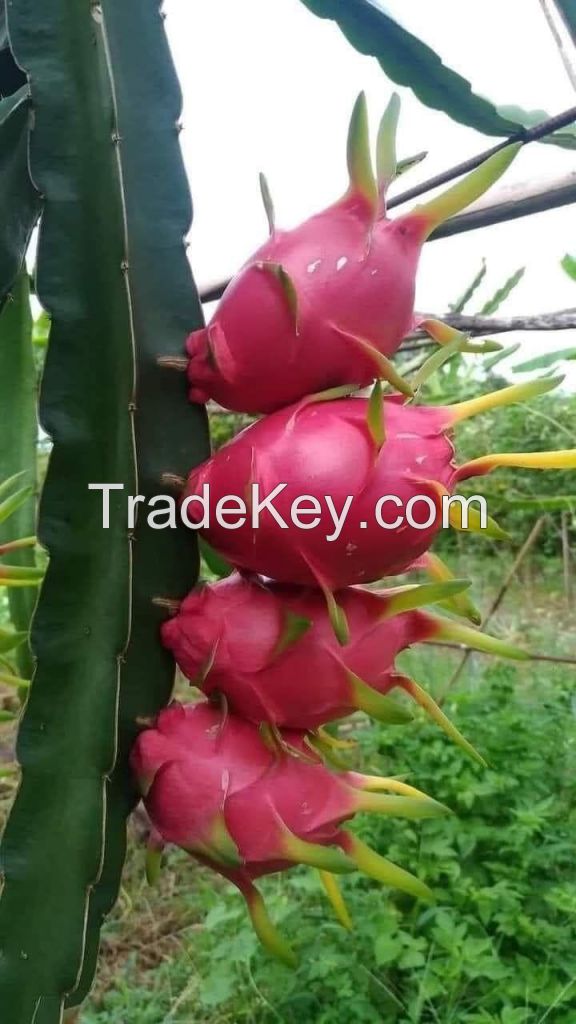 White Dragon Fruit