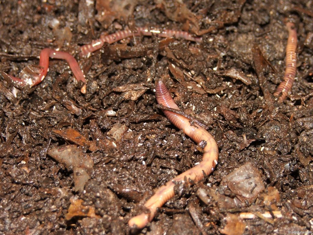 Vermicompost: best organic fertilizer