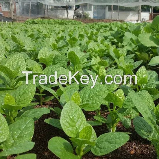 Dehydrated Spinach and Celery Stalks Mix
