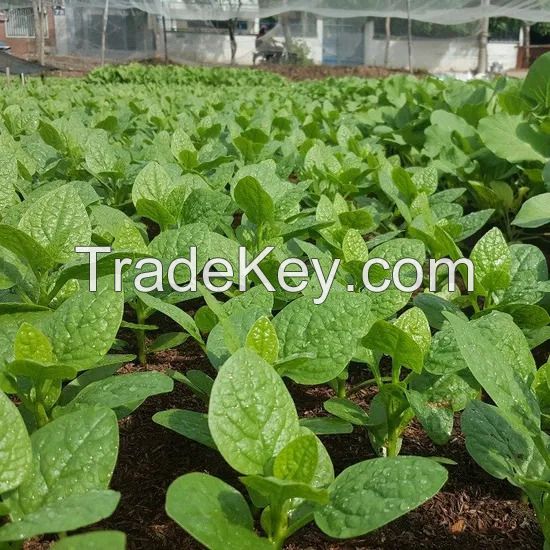 Dehydrated Spinach and Celery Stalks Mix