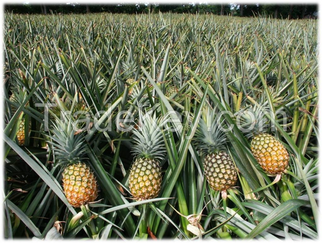 Pineapple