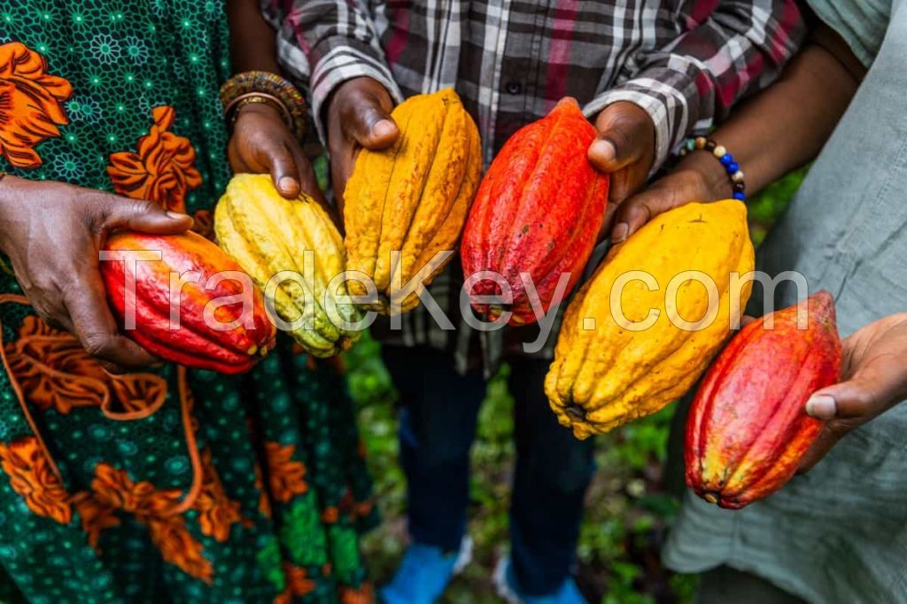 Organic Premium Cocoa Africa