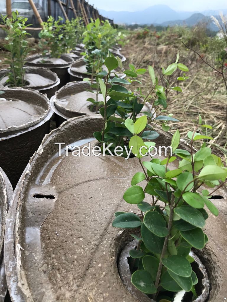 Eco Biodegradable Water-storing Seedling Pot
