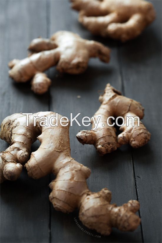 FRESH GINGER