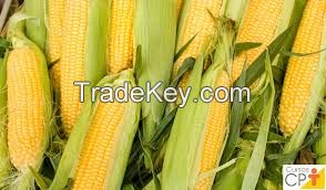 CONR GMO AND NO GMO 