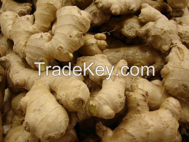 FRESH GINGER