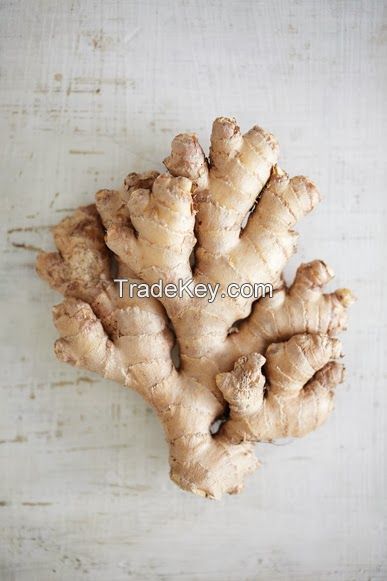 FRESH GINGER