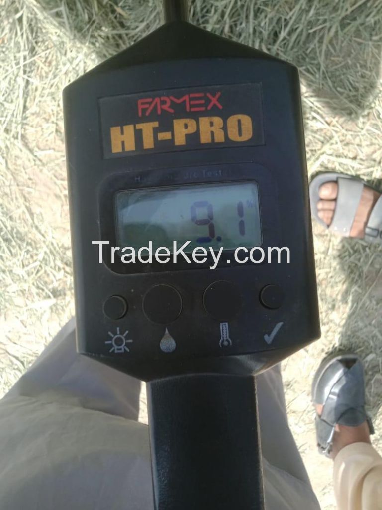 Rhodes Grass
