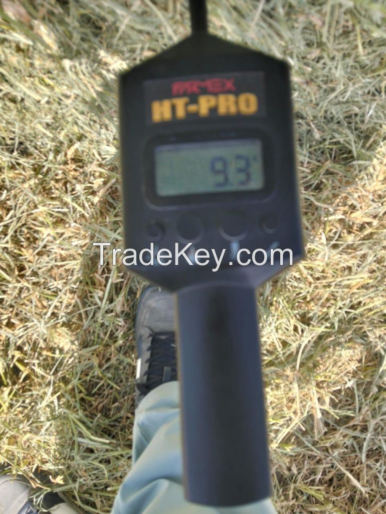 Rhodes Grass