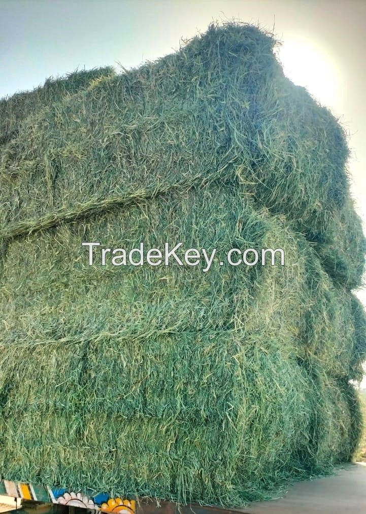 Rhodes Grass