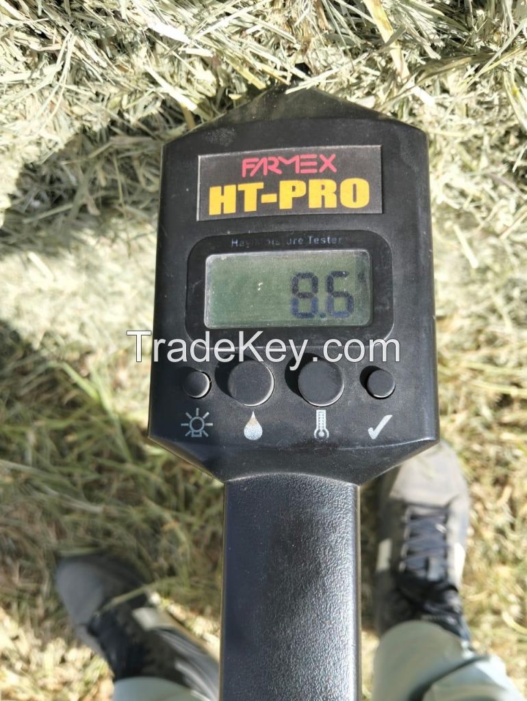 Rhodes Grass