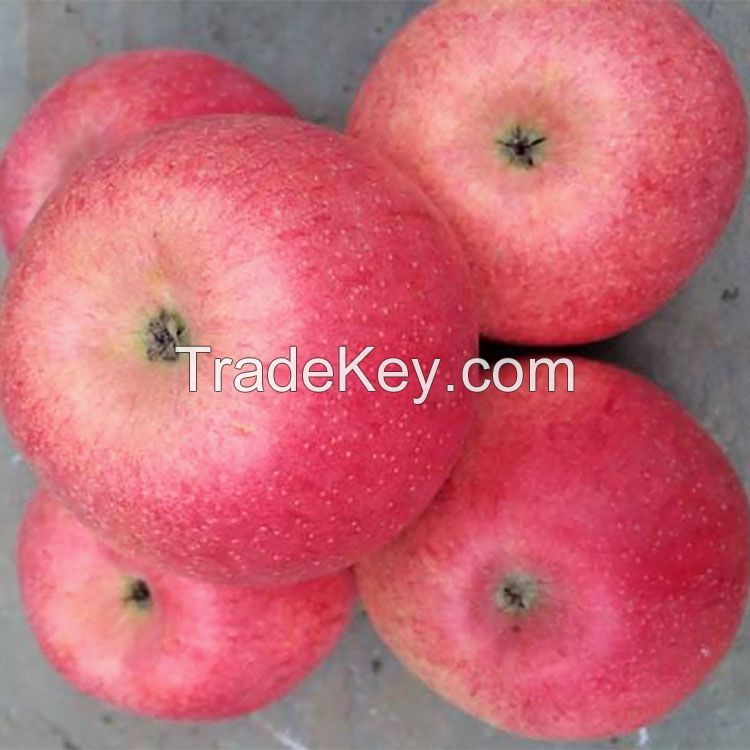 Bulk Fresh Fuji Apples Fruit Wholesale Size 130/140/150 g