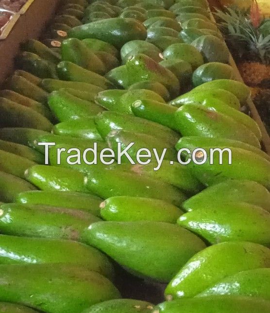 Avocado