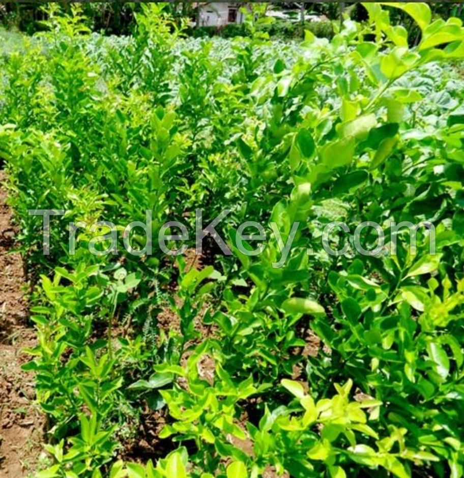 kaffir lime leaves