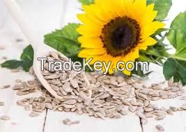 Premium Sunflower Protein Powder Ã¢ï¿½ï¿½ Non-GMO, High Purity