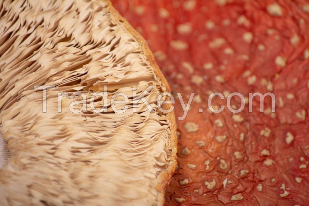 Amanita Muscaria