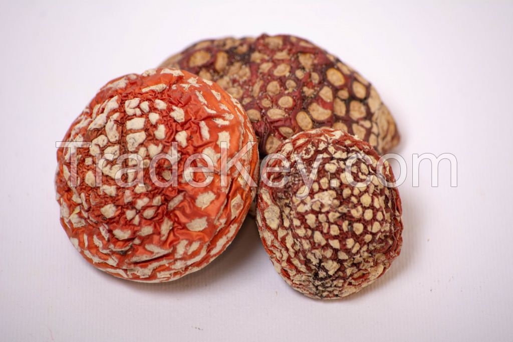 Amanita Muscaria