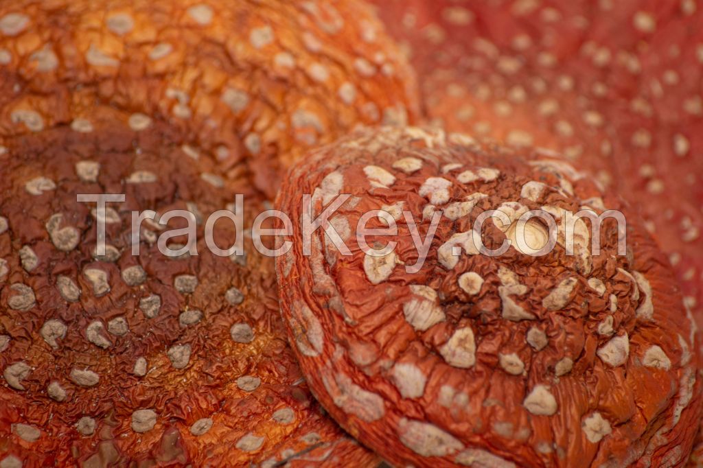 Amanita Muscaria