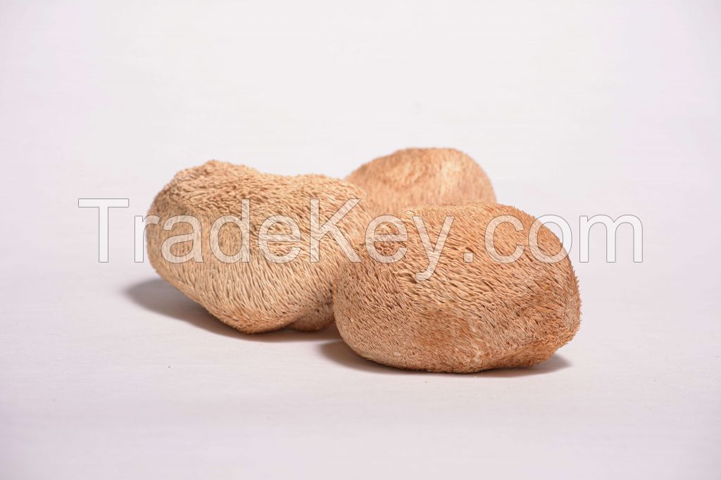 Lion's Mane Mycelium (Hericium erinaceus mycelium)