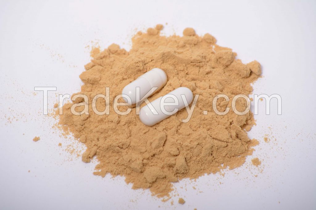 Lion's Mane Mycelium (Hericium erinaceus mycelium)