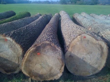 Poplar Logs