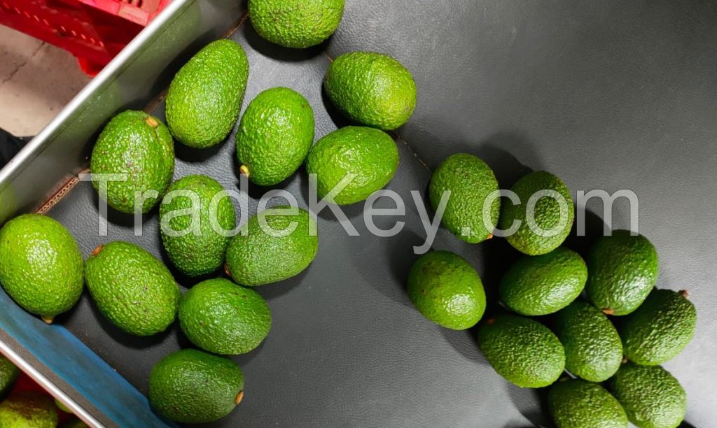 Avocados