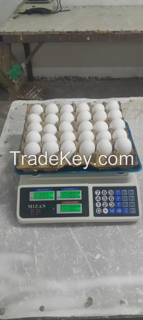 Fresh eggs