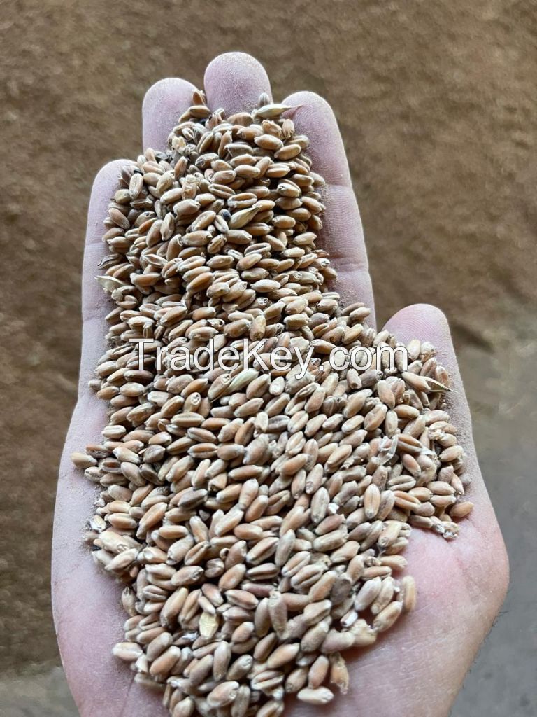Wheat from Russia