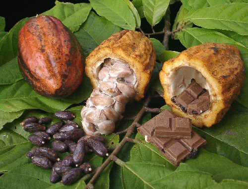 Theobroma Cocoa