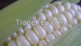 White Maize GMO, NON GMO