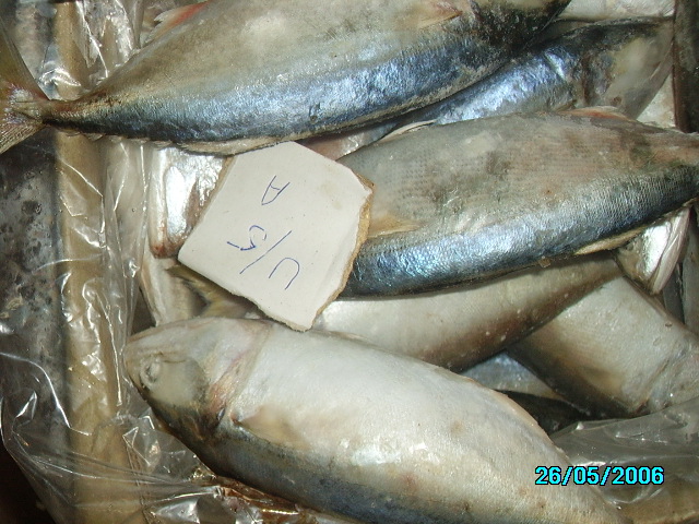 Indian Mackerel