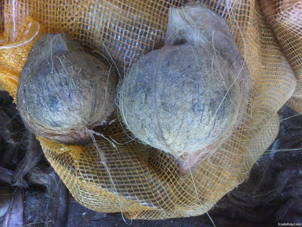 FRESH MATURE COCONUT