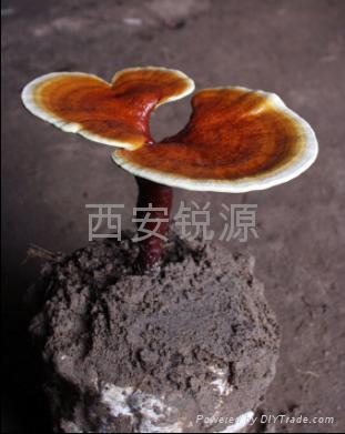 Reishi broken cell wall spore powder